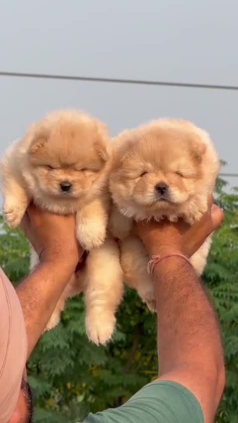 Chow Chow Puppies, farm video