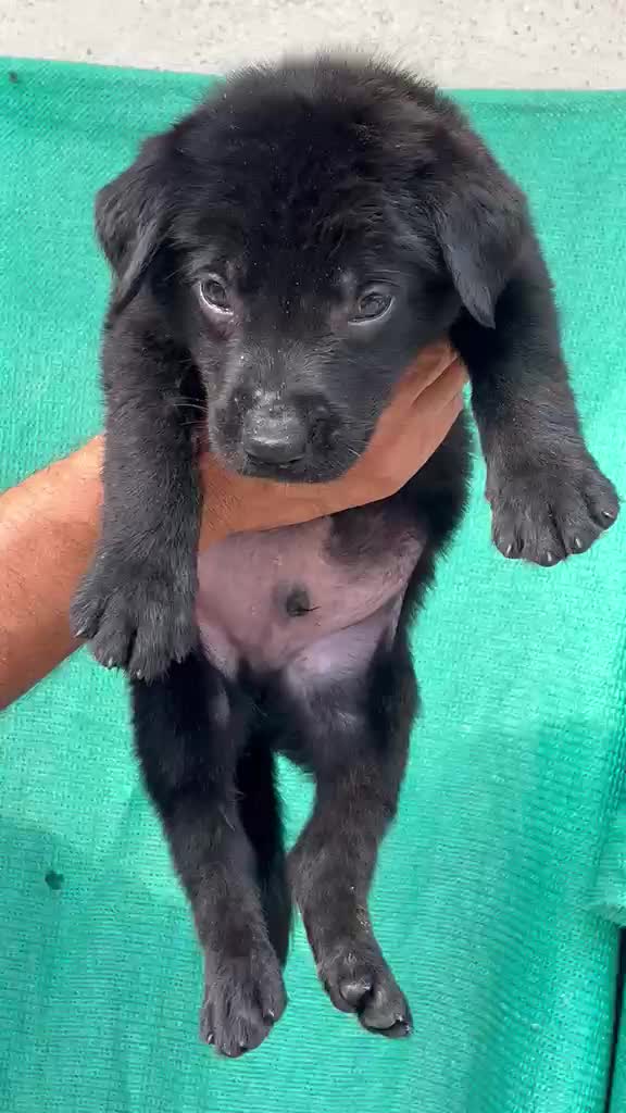 Beagle Black & Tan Puppy, farm video
