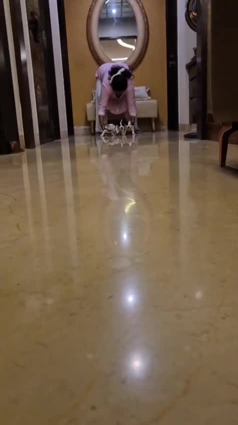Pitbull Terrier Puppy, farm video