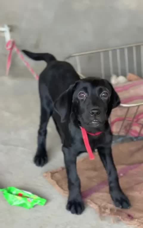 Beagle Black & Tan Puppy, farm video