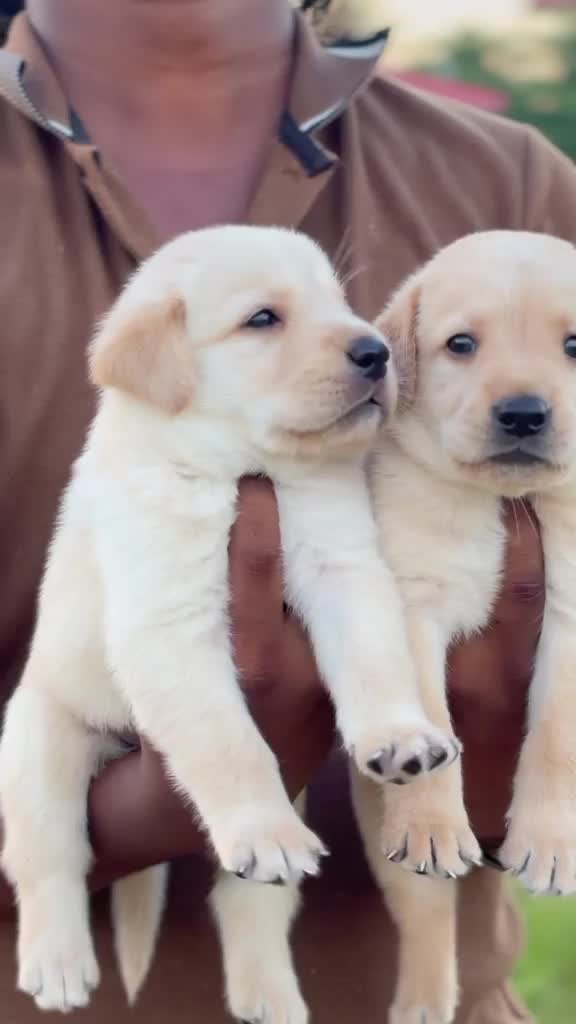 Beagle Black & Tan Puppy, farm video