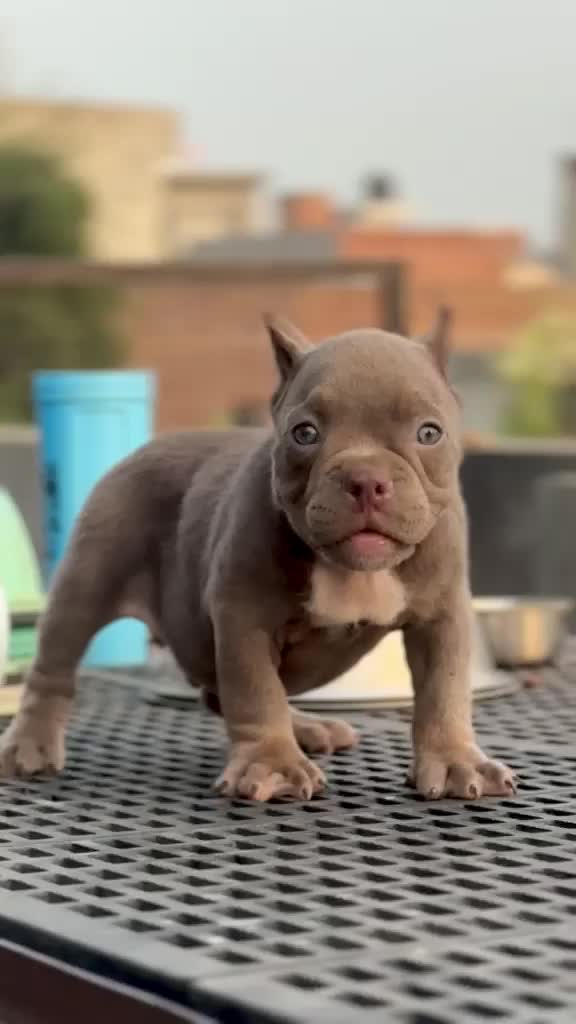 American Bully Pocket Size Puppy, farm video