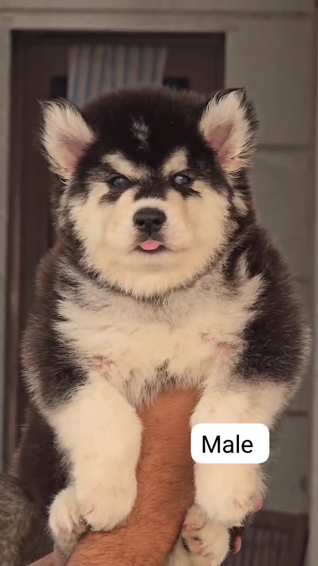 Siberian Husky Puppy | Black & White Color, farm video