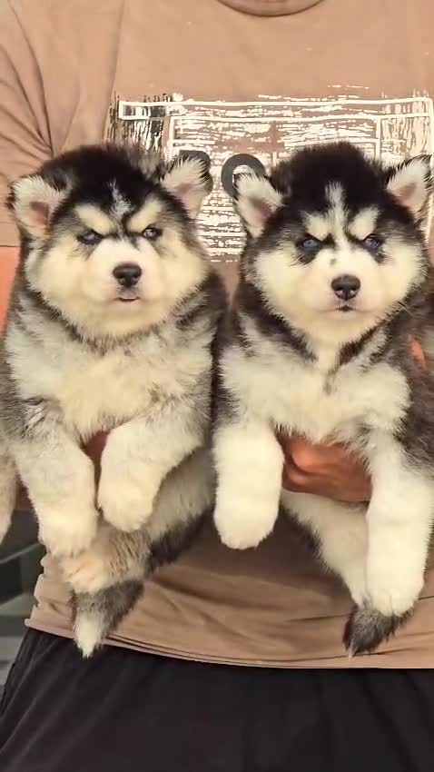 Siberian Husky Puppy | Black & White Color, farm video