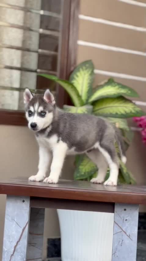 Siberian Husky Puppy | Black & White Color, farm video