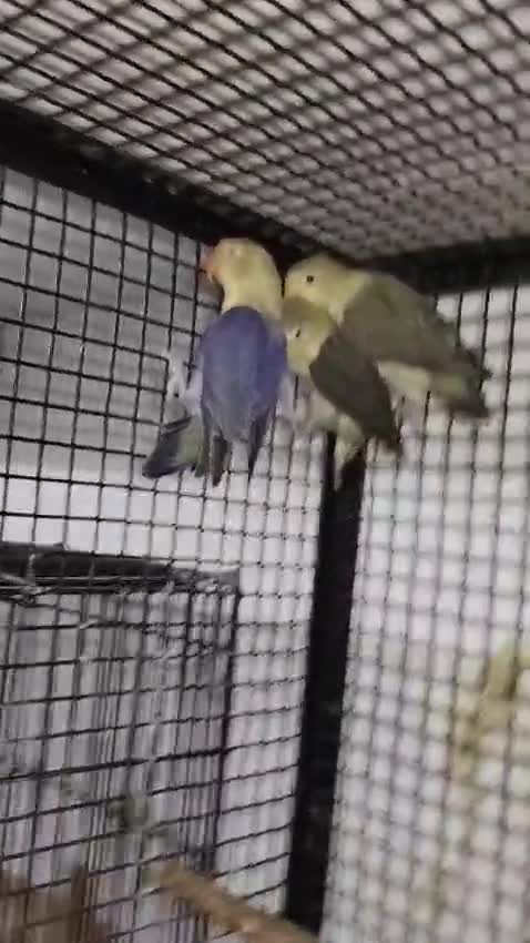 African Love Birds, farm video