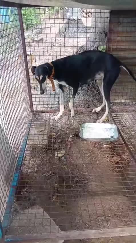 Dachshund Puppy, farm video