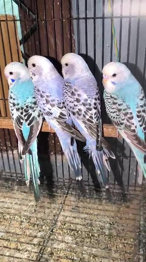 Holland Budgies, farm video