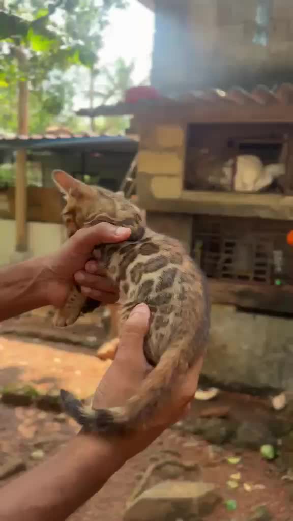 Dachshund Puppy, farm video