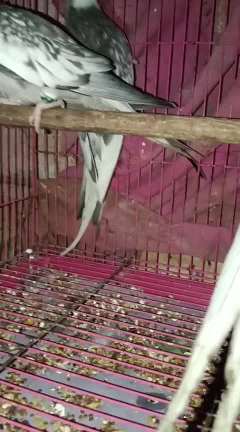 Cockatiel, farm video
