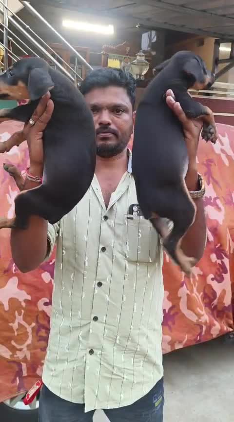 Doberman Pinscher Puppy, farm video