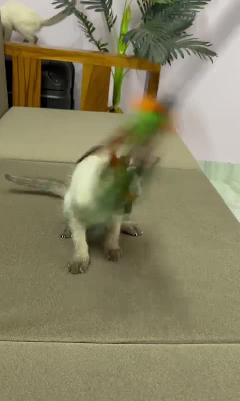 Dachshund Puppy, farm video