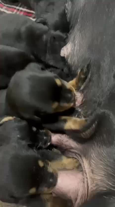 Rottweiler Puppy, farm video