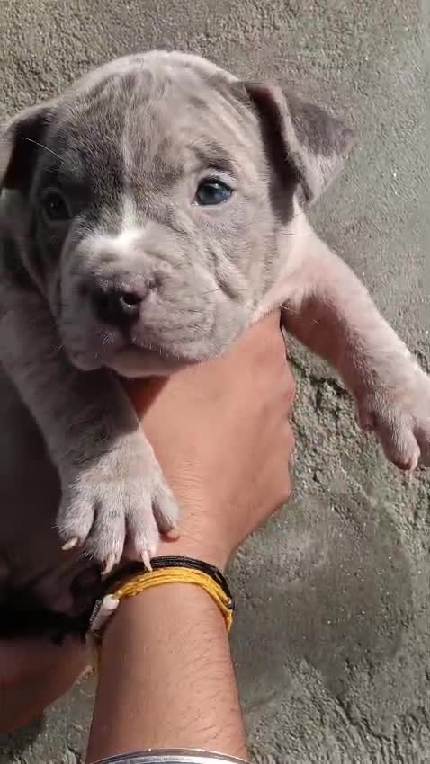 American Bully Pocket Size Puppy, farm video