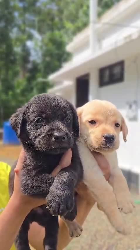 Beagle Black & Tan Puppy, farm video