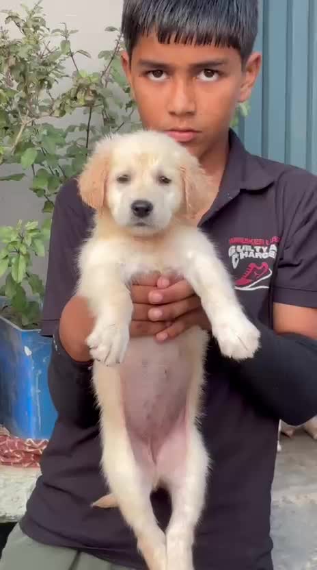 Golden Retriever, farm video