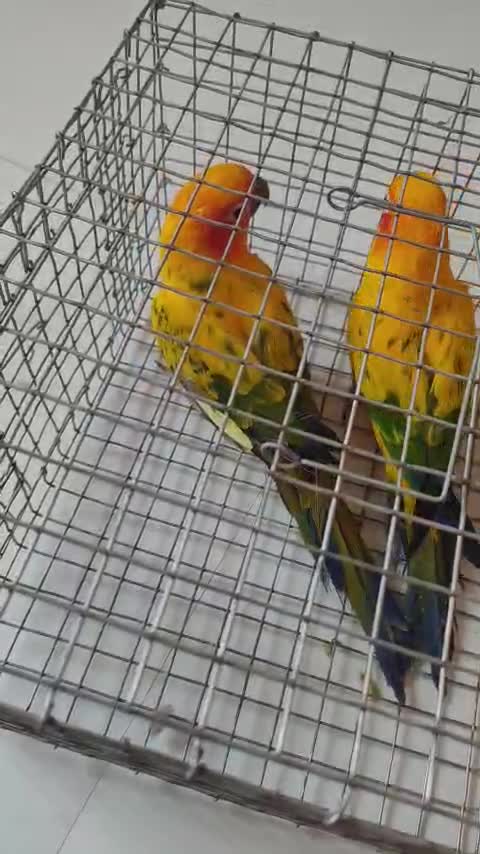 Sun Conure, farm video