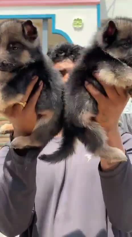 German Shepherd Puppy, farm video