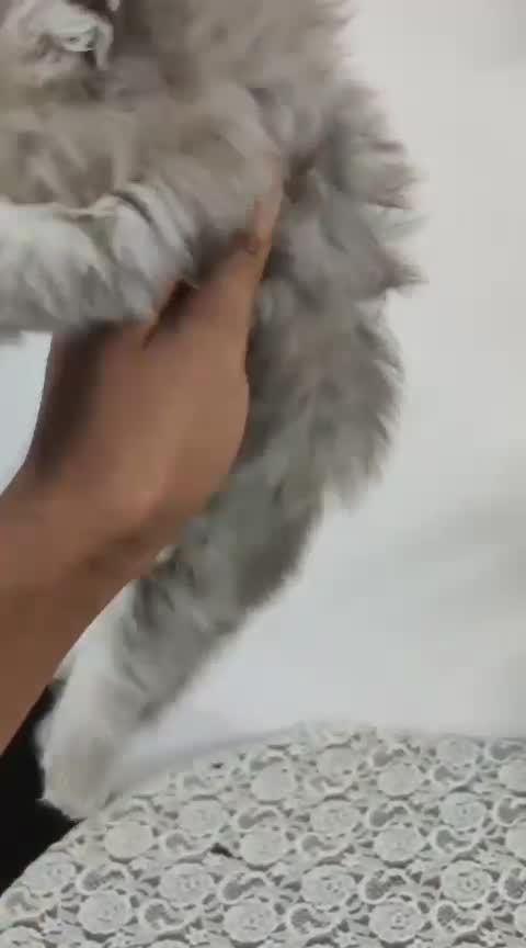 Dachshund Puppy, farm video