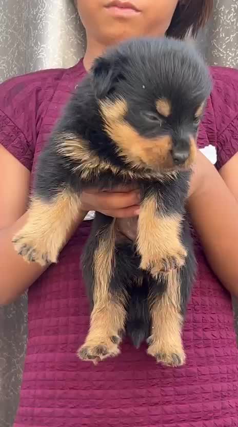Rottweiler Puppy, farm video