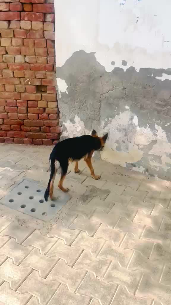 German Shepherd Puppy, farm video