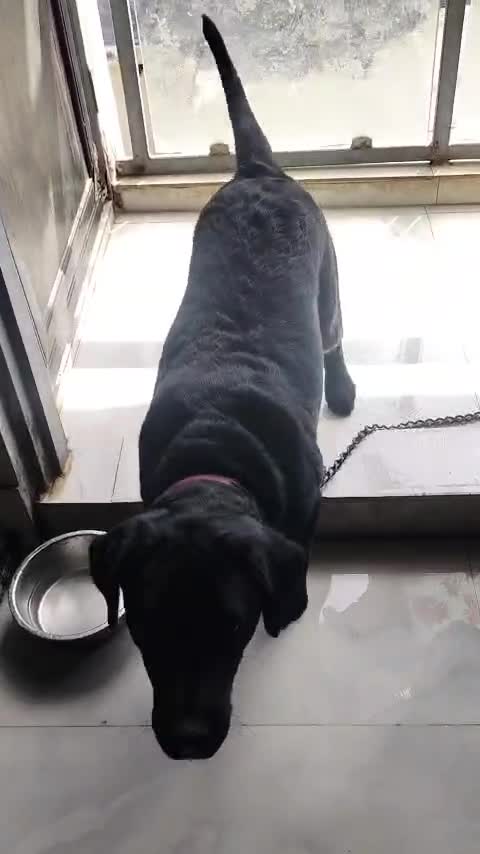 Beagle Black & Tan Puppy, farm video