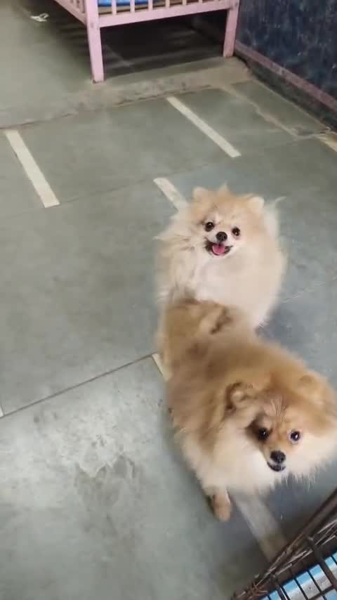 Pomeranian Puppy, farm video