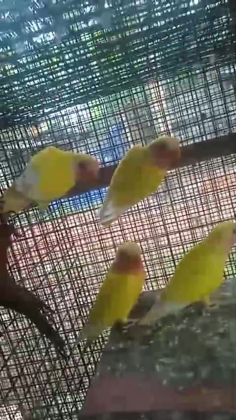 African Love Birds, farm video