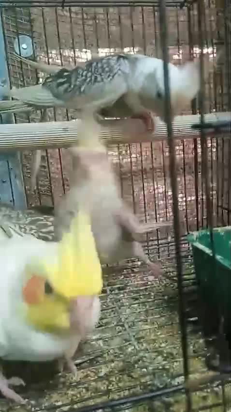 Cockatiel, farm video