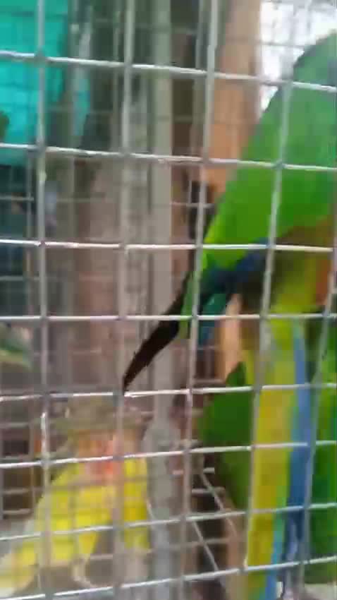 Jenday Conure, farm video