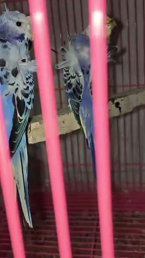 Homer Pigeon, farm video