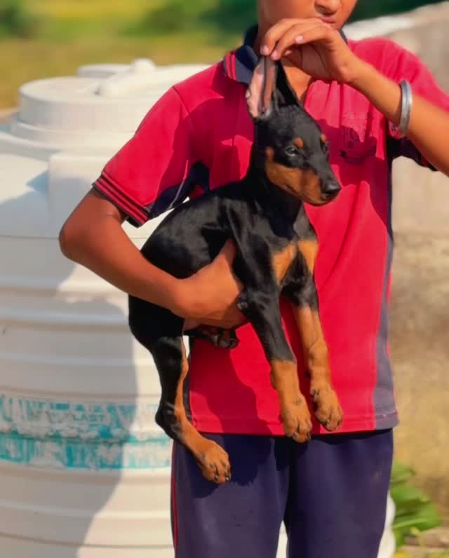 Doberman Pinscher Puppy, farm video