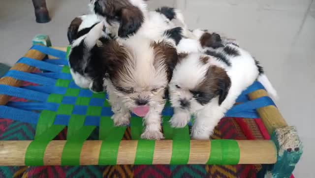Shih Tzu | Black Color, farm video