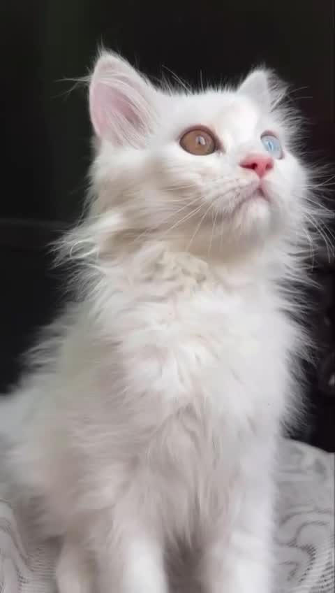 Persian, farm video