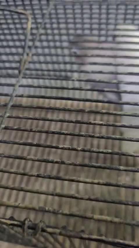 African Love Birds, farm video