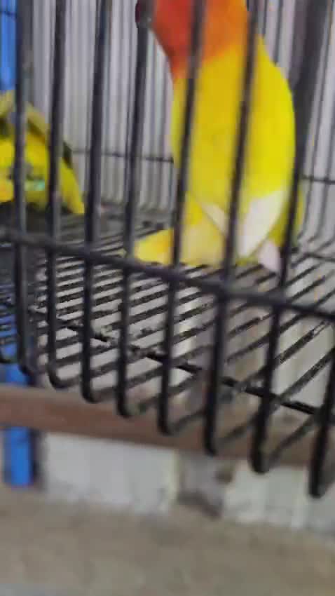 African Love Birds | Cobalt Blue, farm video