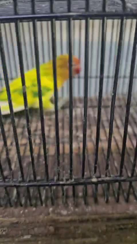 Dachshund Puppy, farm video
