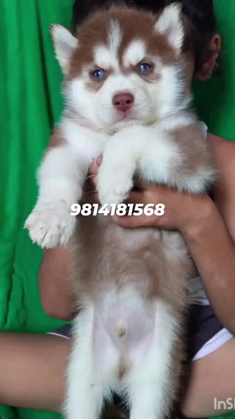 Siberian Husky Puppy | White Color, farm video