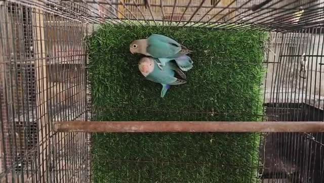 African Love Birds, farm video