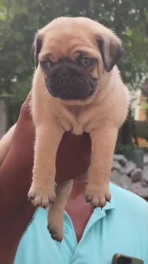 Pug Puppy, farm video
