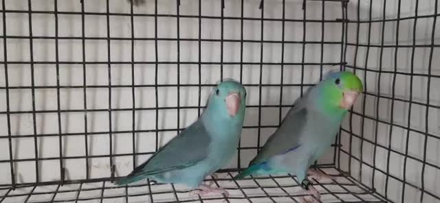 Guinea Pig Babies, farm video