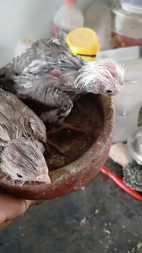 Cockatiel, farm video