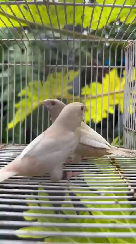 Bengal Kitten, farm video