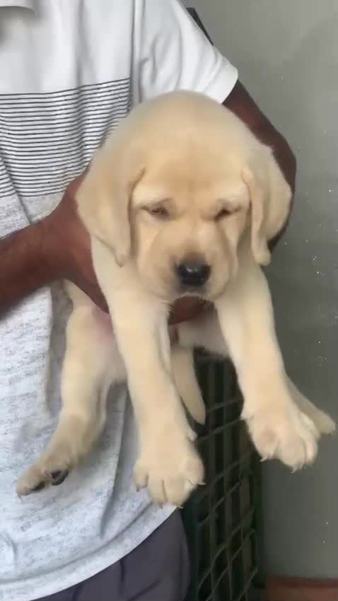 Beagle Black & Tan Puppy, farm video