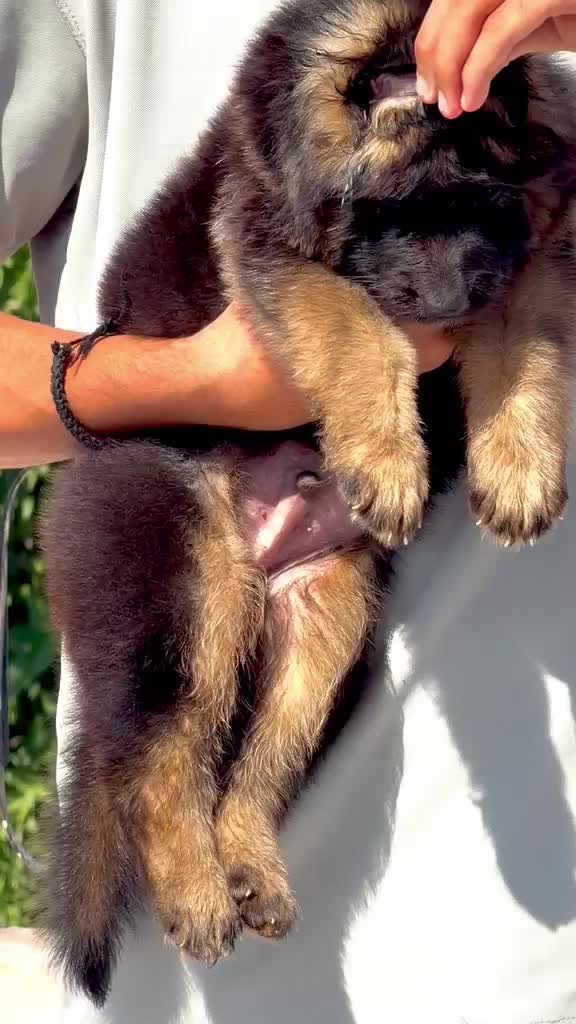 German Shepherd Puppy, farm video