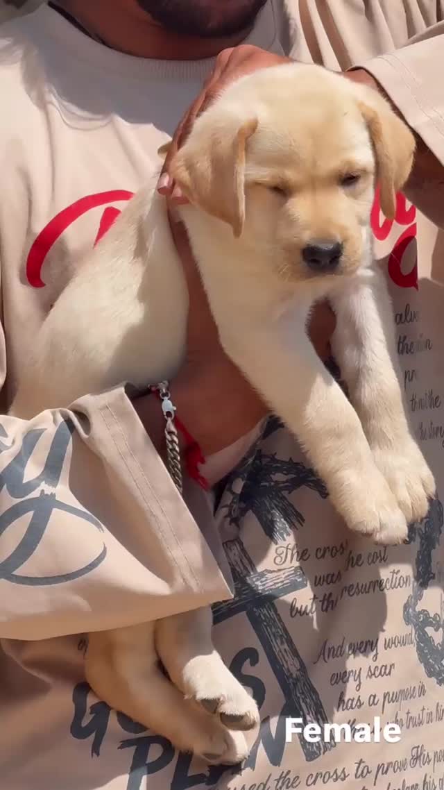 Beagle Black & Tan Puppy, farm video