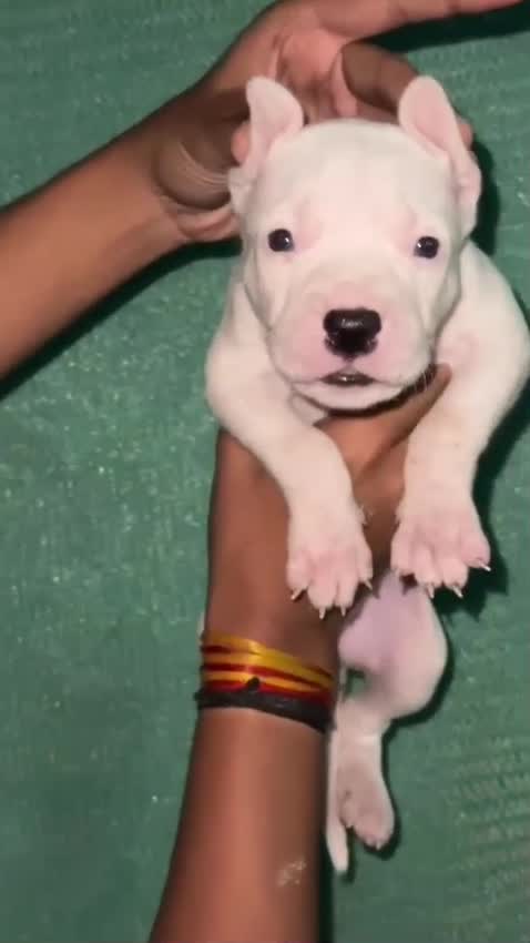 Dogo Argentino Puppy, farm video