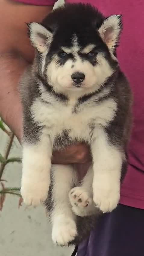 Siberian Husky Puppy | Black & White Color, farm video