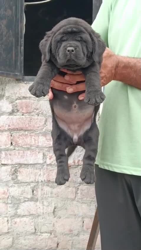 Beagle Black & Tan Puppy, farm video