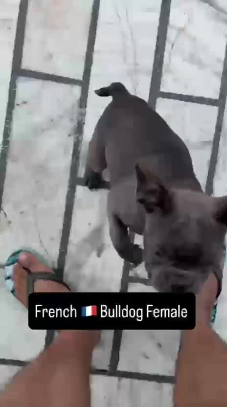 French Bulldog Puppy | Fawn, farm video